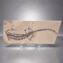 Autentico fossile di Keichousaurus di grandi dimensioni Rettile marino