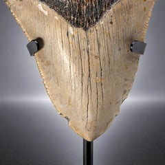 4.5″ Megalodon Tooth from South Carolina Authentic Fossil