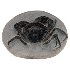 Well Preserved Eocene Fossilized Crab in Matrix Washington State