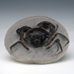 Well Preserved Eocene Fossilized Crab in Matrix Washington State