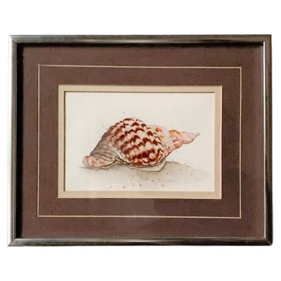 Water Color Seashell Art For Sale