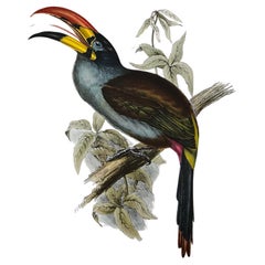 Fabuleux ensemble de six tirages d'oiseaux tropicaux Gould non encadrés