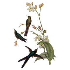 Ein fabelhafter Satz von acht ungerahmten tropischen Vogeldrucken von Gould (B)