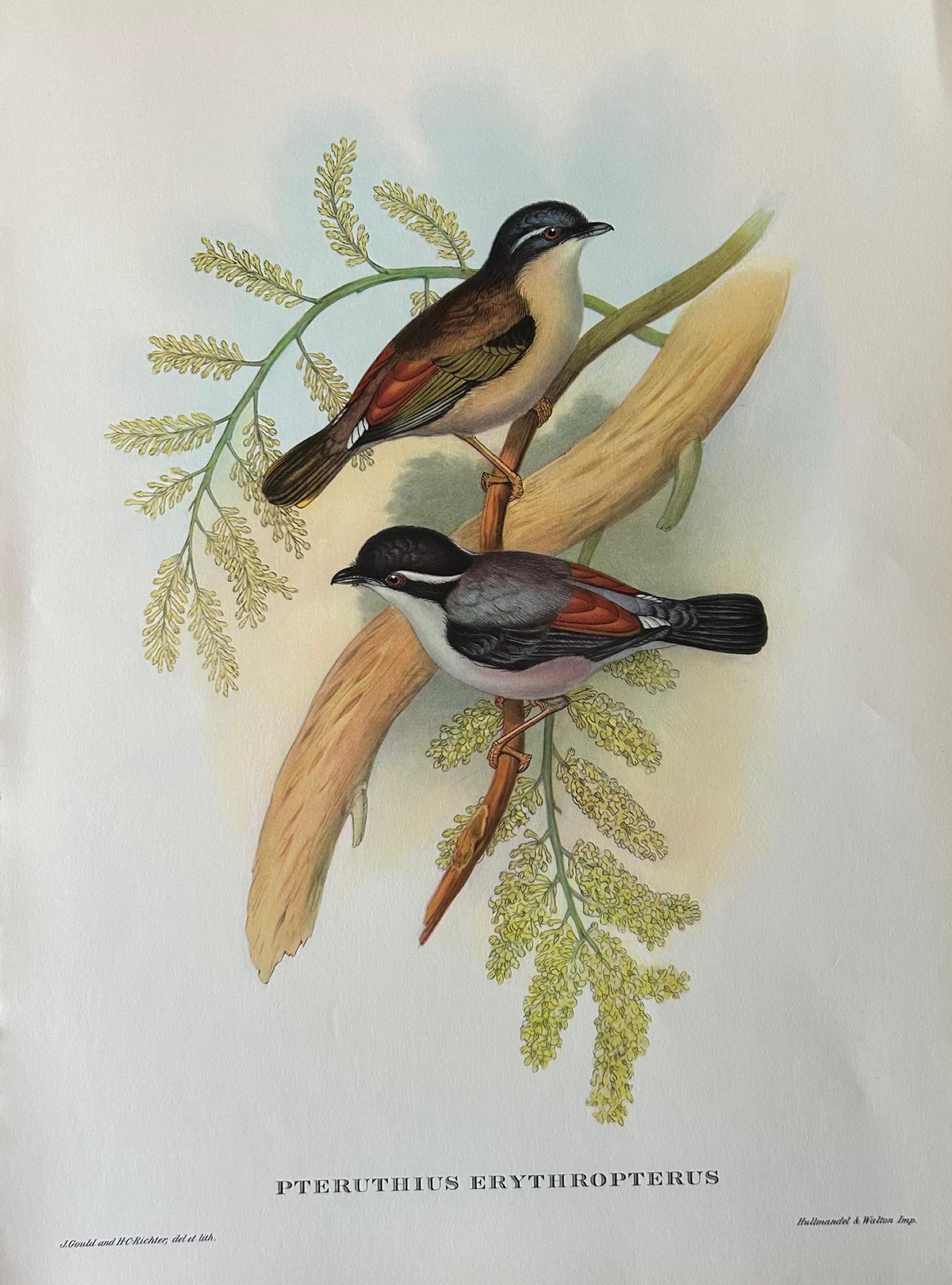A Fabulous Set of Eight Unframed Gould Tropical Bird Prints (B) In Excellent Condition In Pewsey, GB