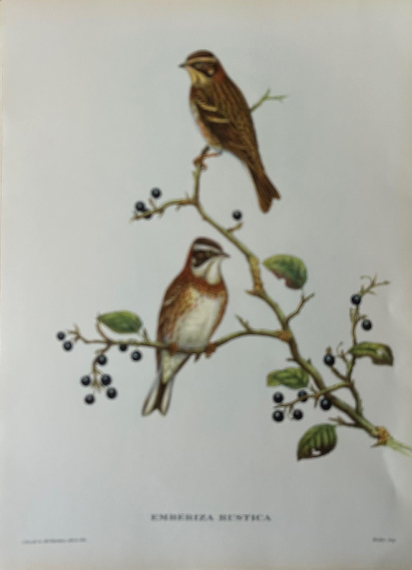 20th Century A Fabulous Set of Eight Unframed Gould Tropical Bird Prints (B)