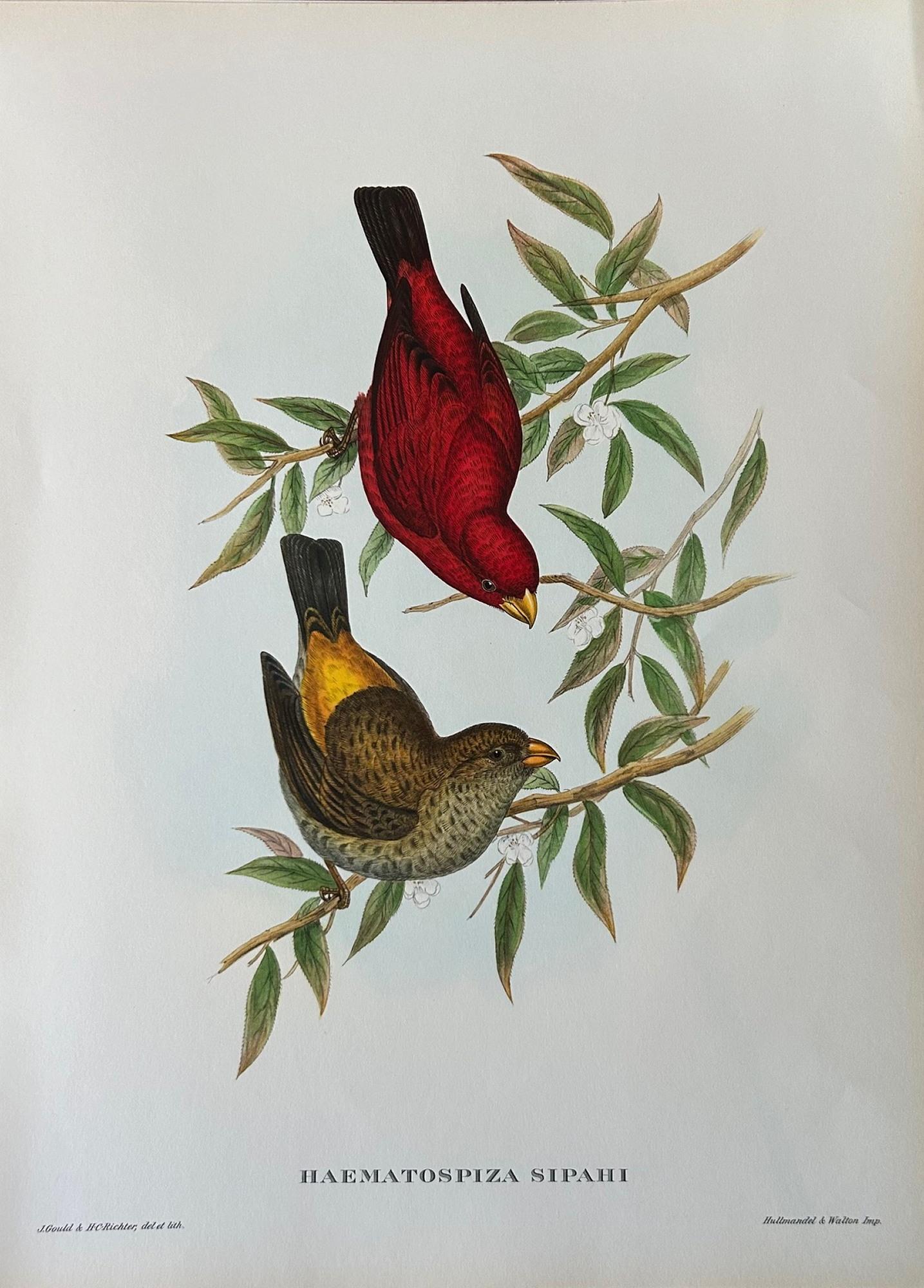 Paper A Fabulous Set of Eight Unframed Gould Tropical Bird Prints (B)