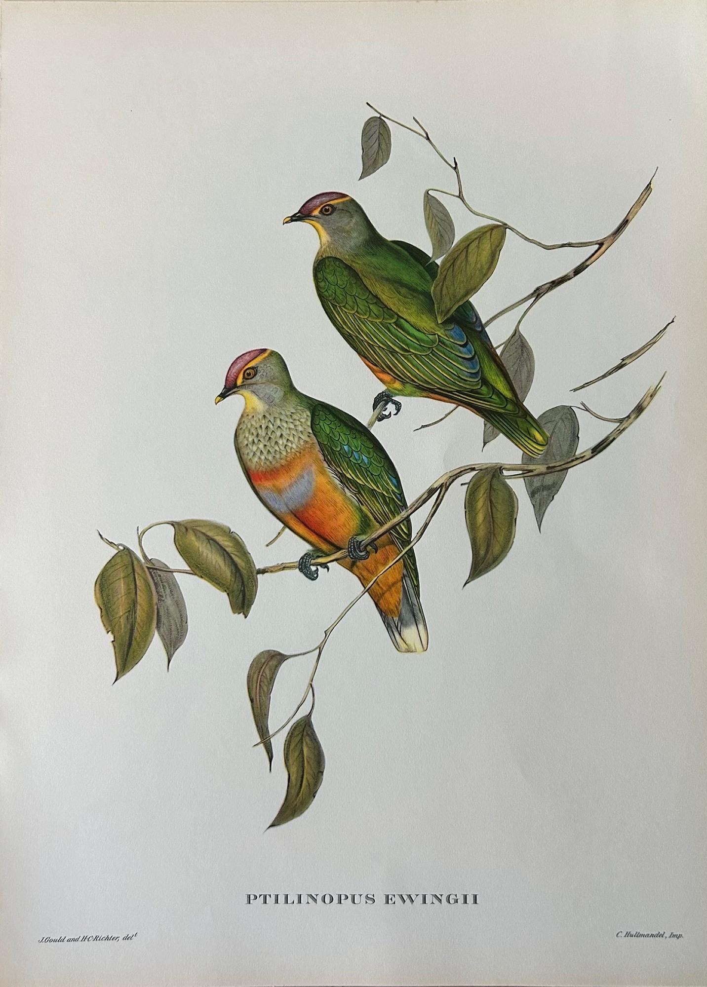 A Fabulous Set of Eight Unframed Gould Tropical Bird Prints (B) 1