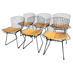 Juego de seis sillas «Modelo 420» de Harry Bertoia para Knoll International, década de los 70