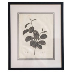 Schizzi botanici di Pierre-Joseph Redouté - Venduti singolarmente