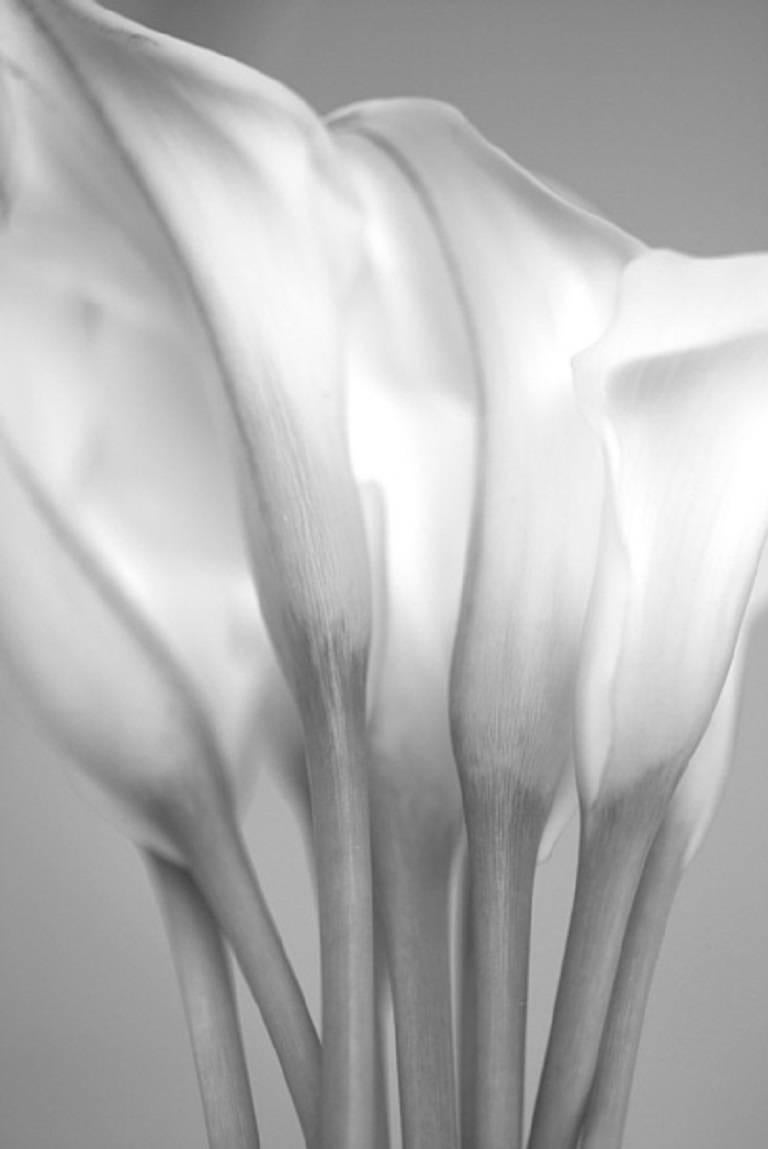 Black and White Cala Lilly Photo For Sale