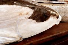 Petrified Wood Carp Sculpture