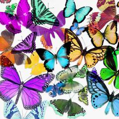 Acrylic Glicee Print of Butterflies