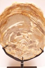 Collection of Prehistoric Petrified Wood Objects