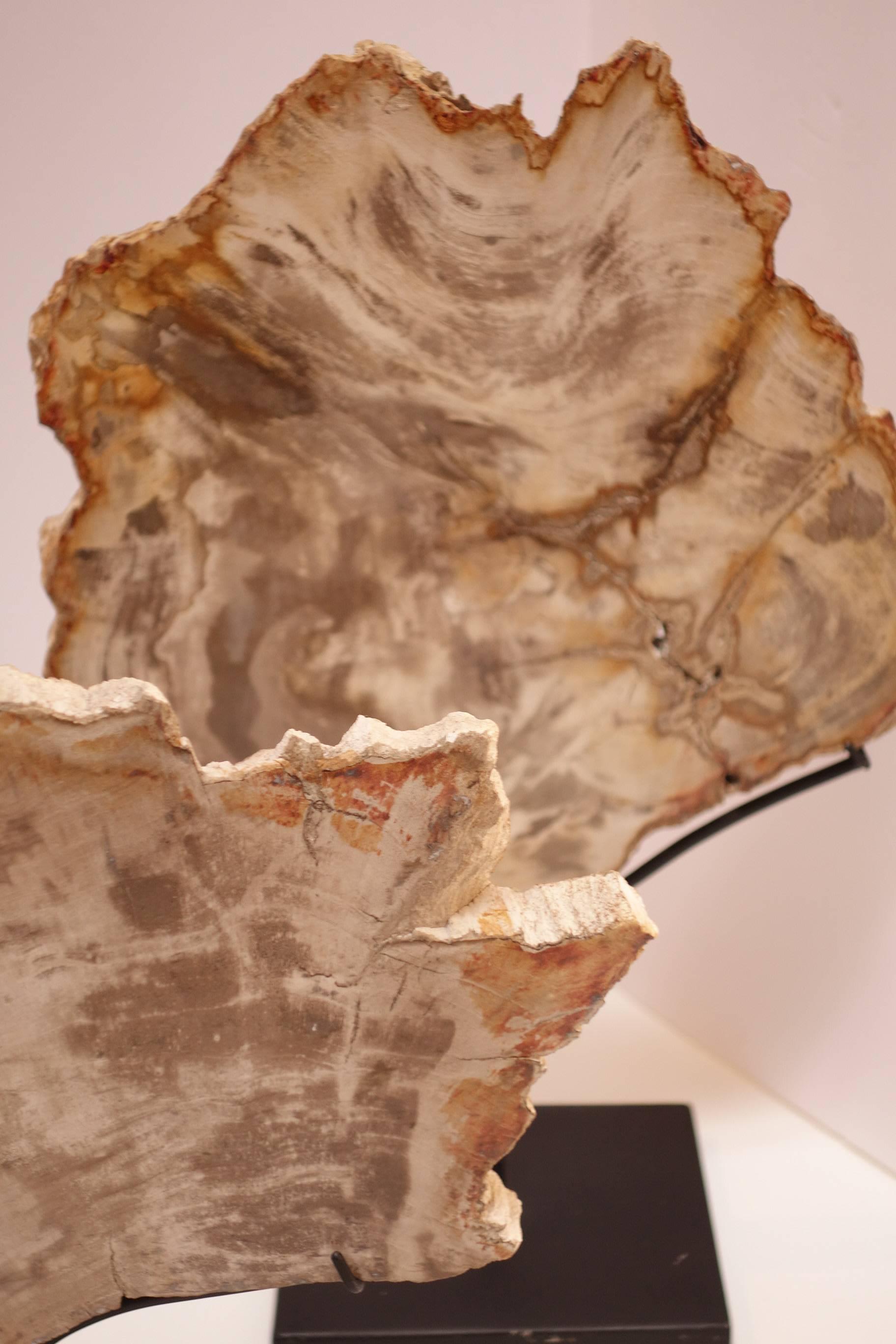 Asian Collection of Prehistoric Petrified Wood Objects For Sale