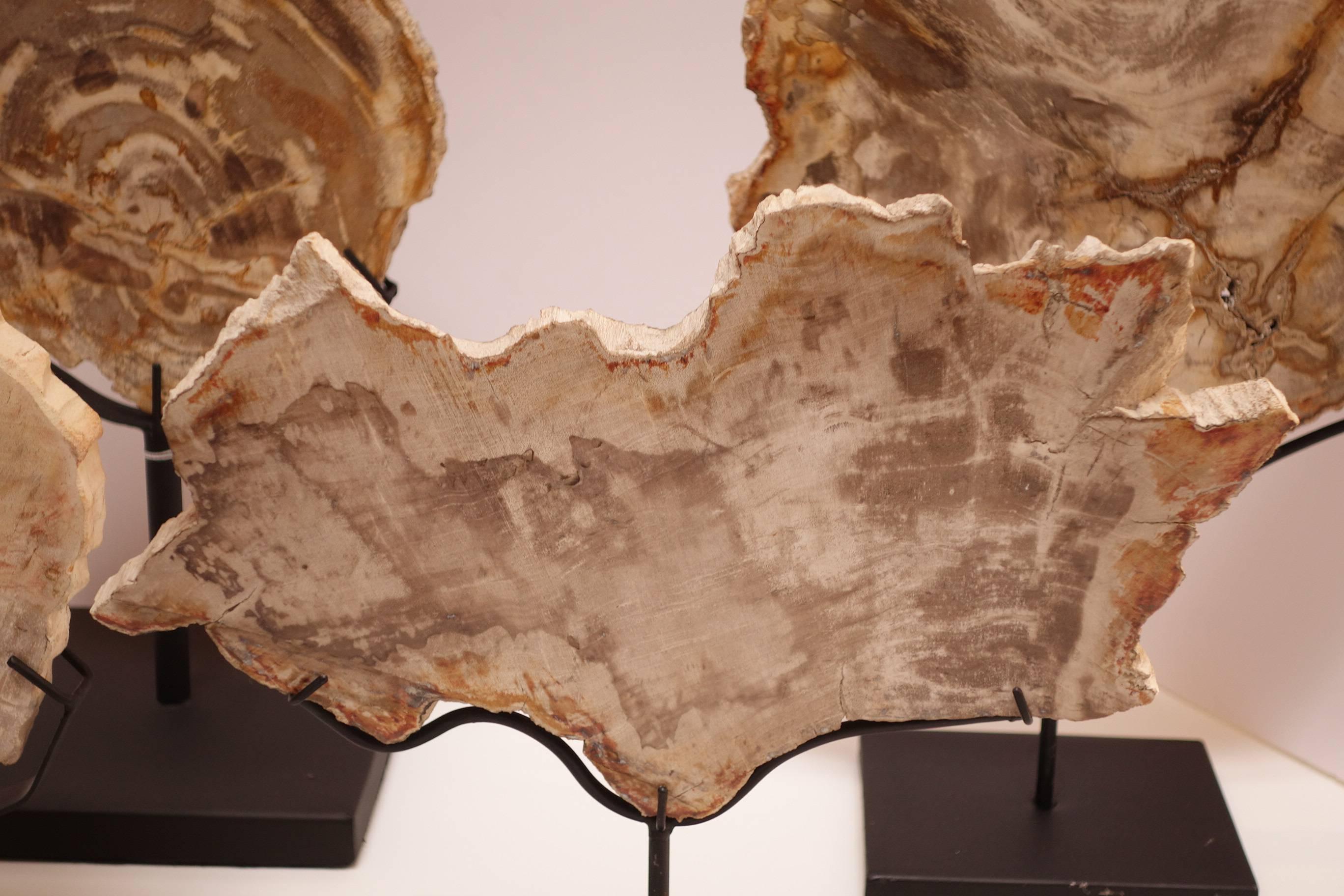 Collection of Prehistoric Petrified Wood Objects In Good Condition For Sale In Bridgehampton, NY