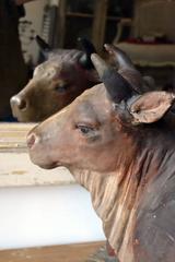 French 19th Century Cow in Plaster