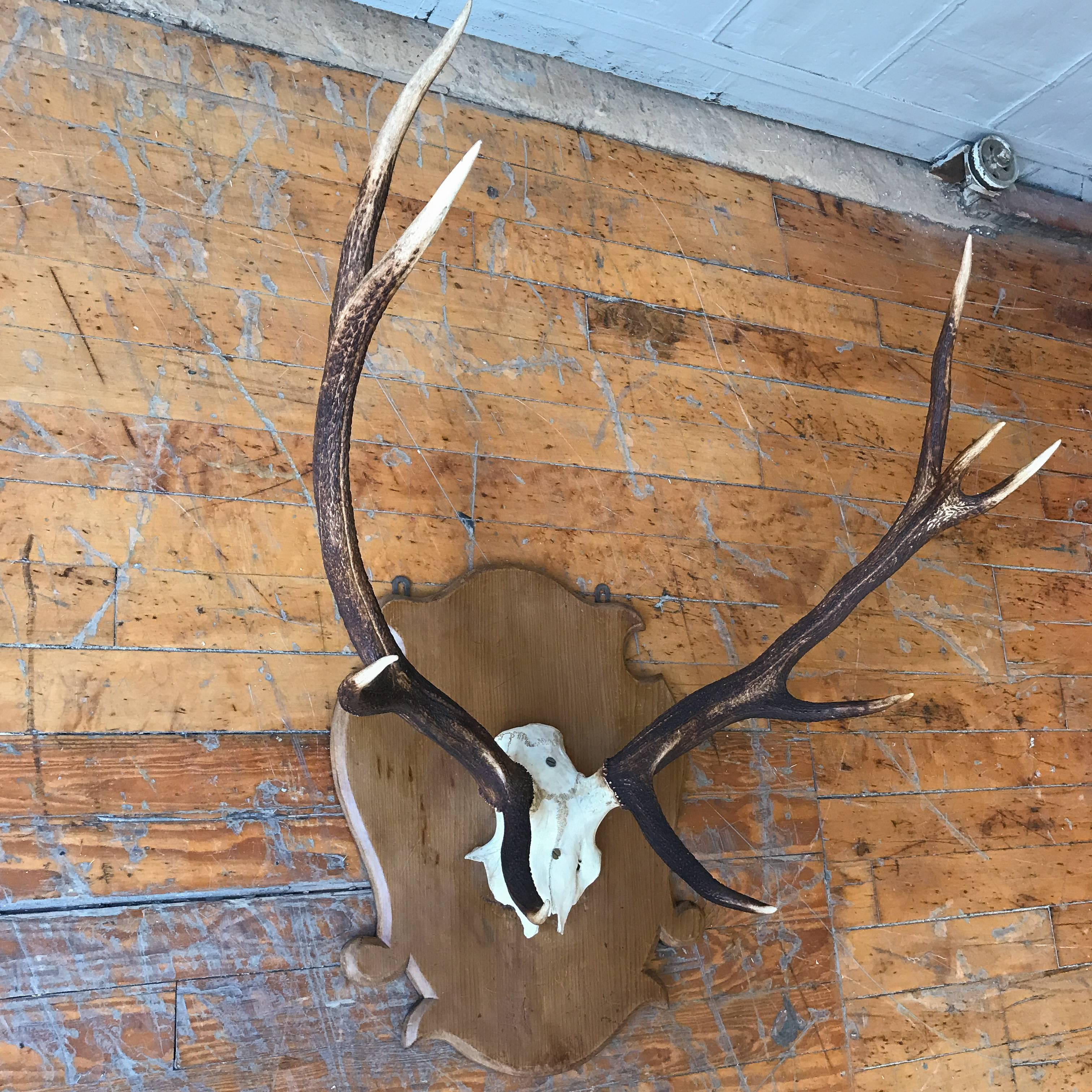This French early 20th century mounted deer antlers on a wooden shield is a stunning piece of art perfect for a lodge or country house. The large size, measuring 34 inches in height and 30 in width and 24 inches in depth, commands attention and