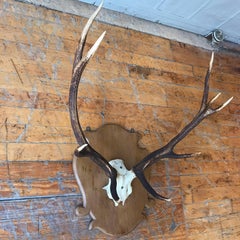 Pair of Large Mounted Deer Antlers