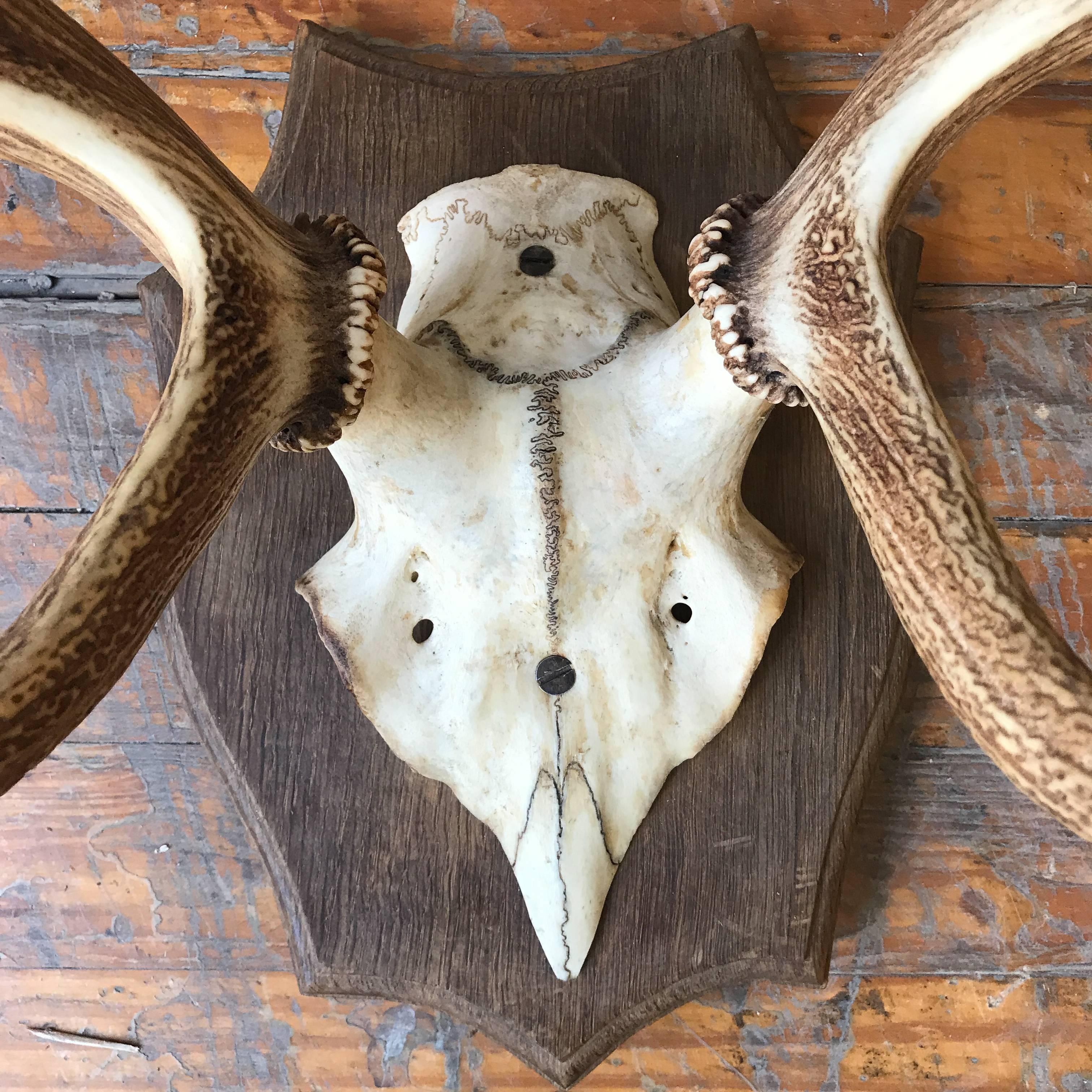 stag antlers wall mount