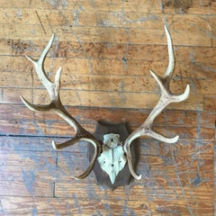 Pair of Mounted Stag Antlers