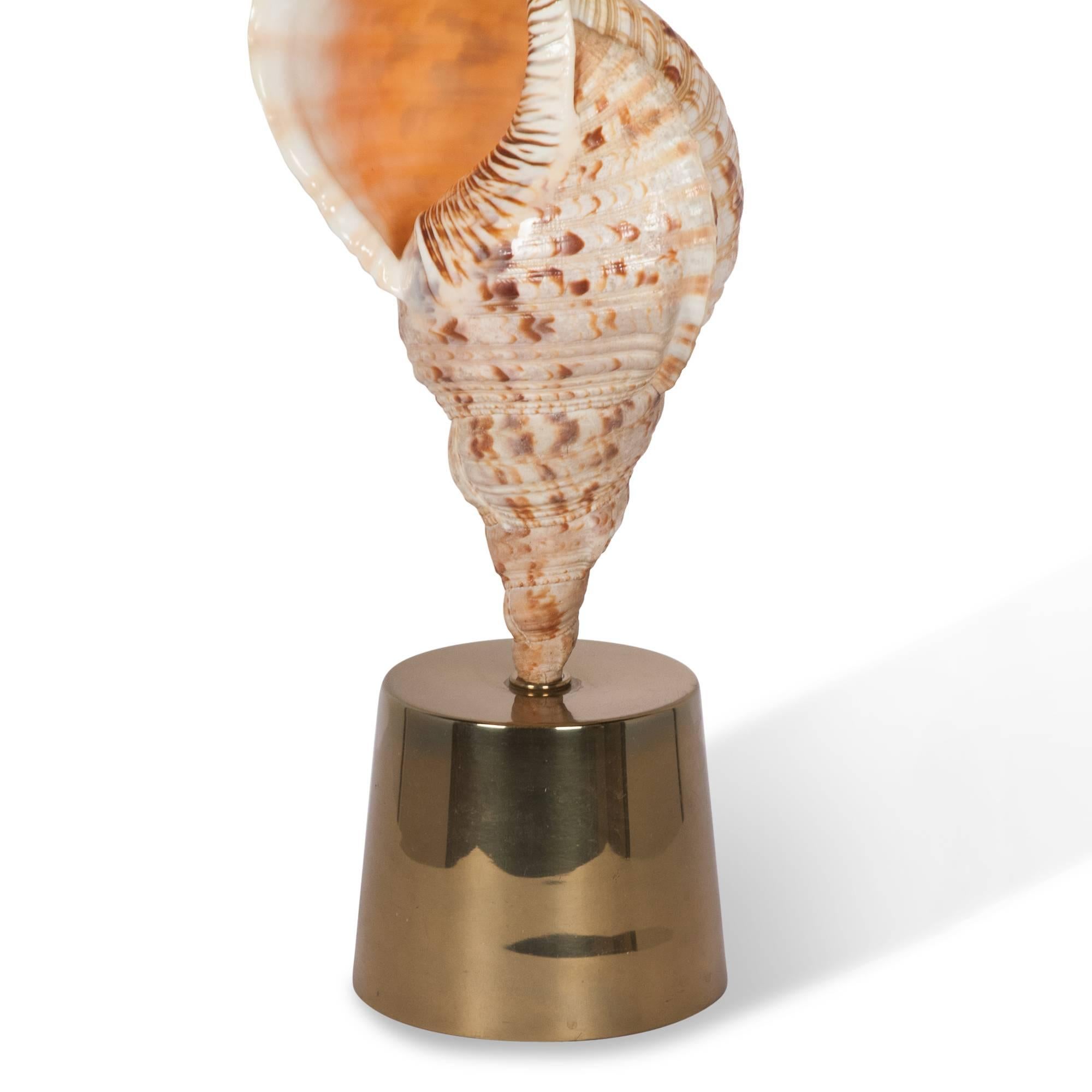Large Mounted Seashell Table Lamp by Charles et Cie, French, 1970s For Sale 1