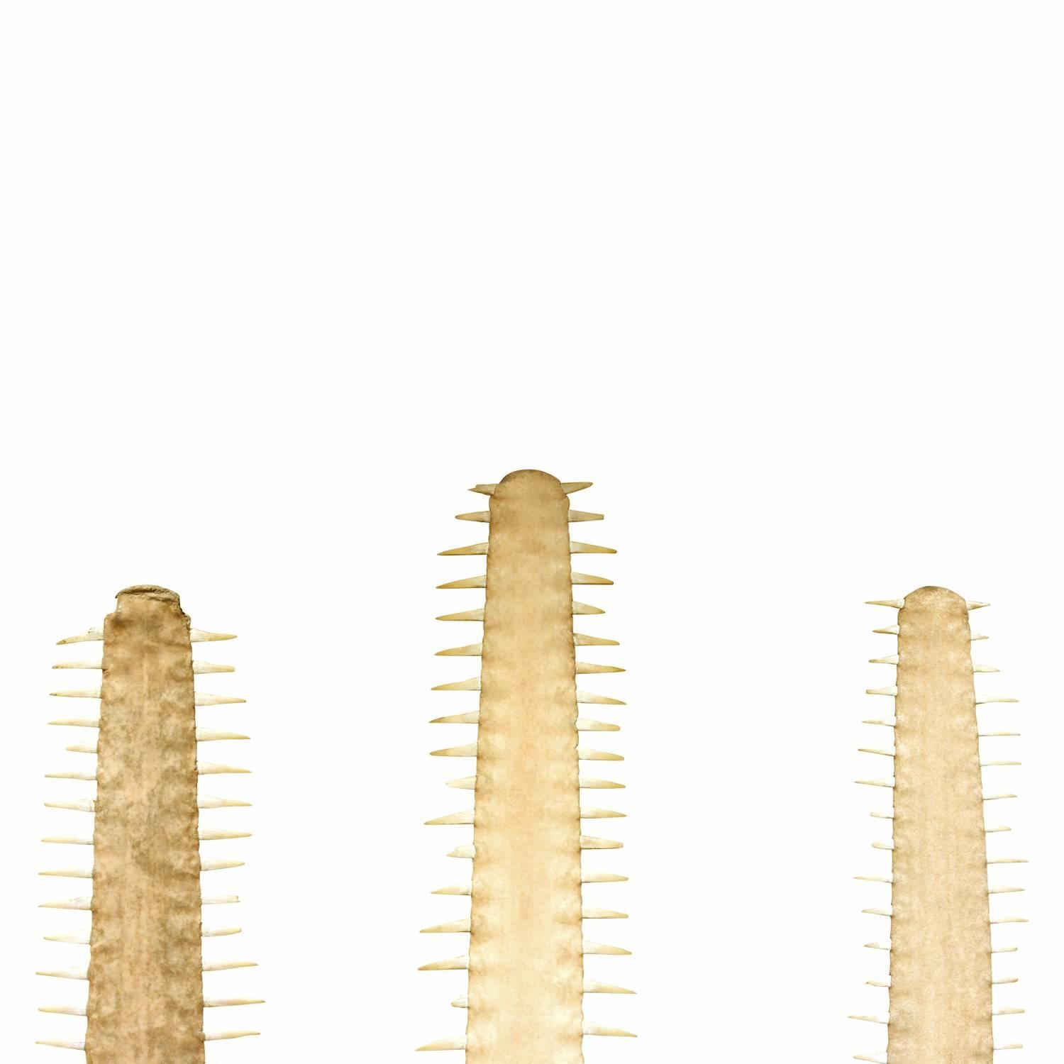 Impressive set of three large sawfish bills mounted in nickel bases, American, 1970s.
Measures: Heights are 56.5, 52.5 and 52 inches.
  