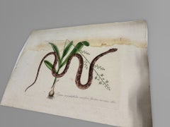 Mark Catesby, The Corn Snake with Bahaman Orchid, Plate 55, 18th C Engraving
