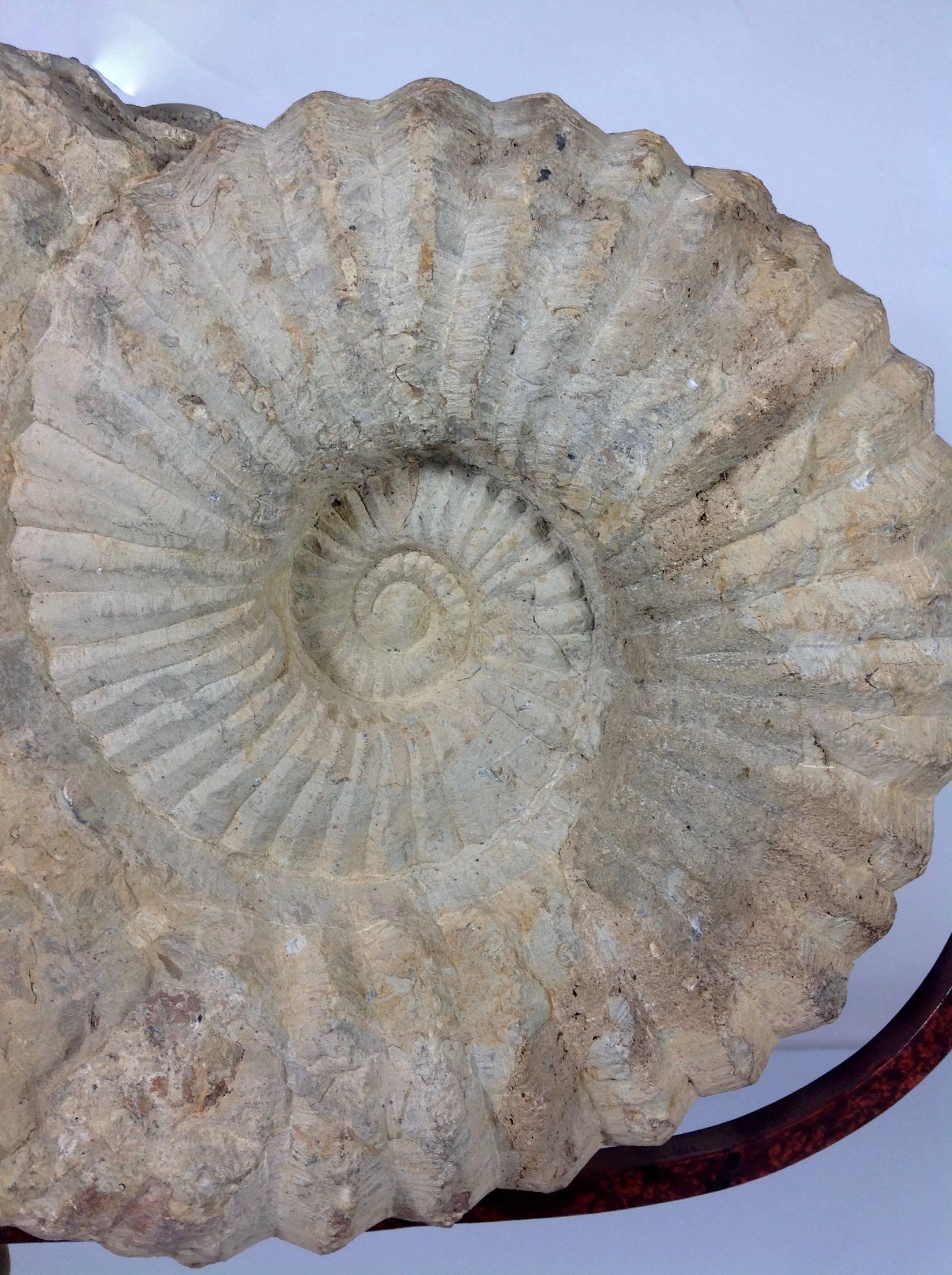 Gorgeous ammonite fossil on iron and marble base designed by design legend Luciano Tempo.