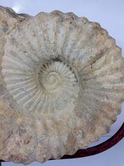 Ammonite Fossil on Iron and Marble Base