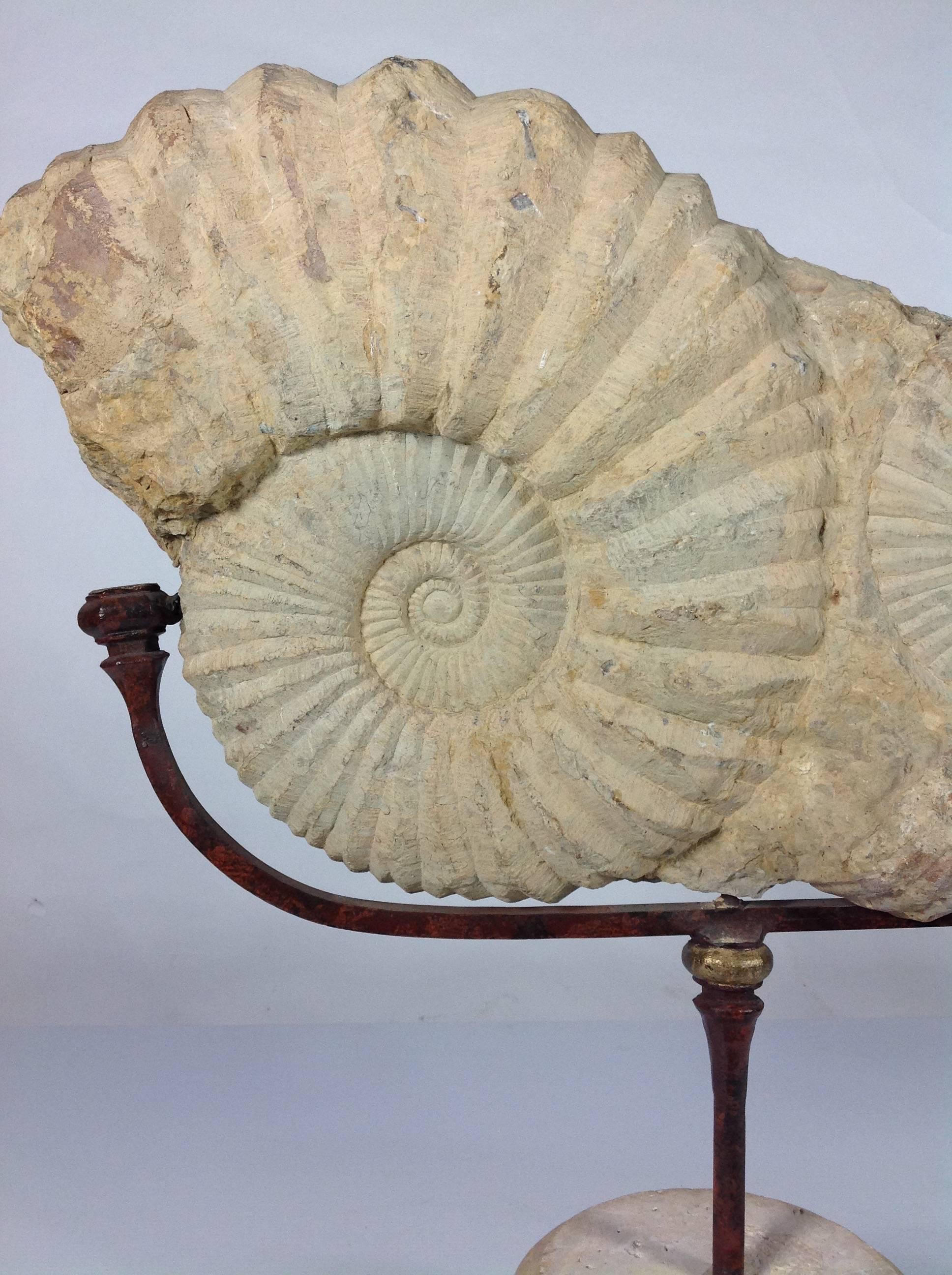 English Ammonite Fossil on Iron and Marble Base For Sale