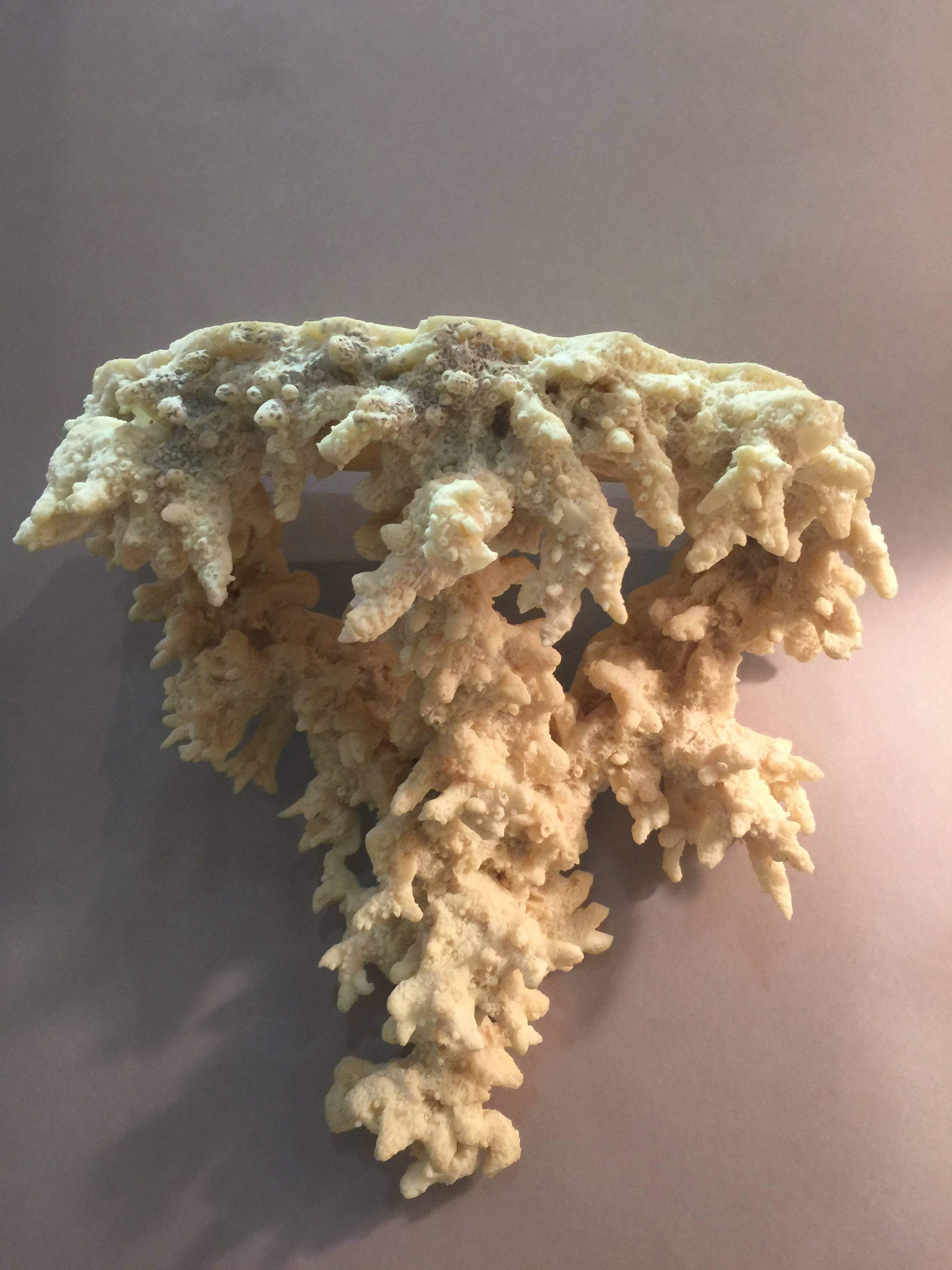 A fantastic pair of wall brackets which look like coral formations.
Great detail and scale.