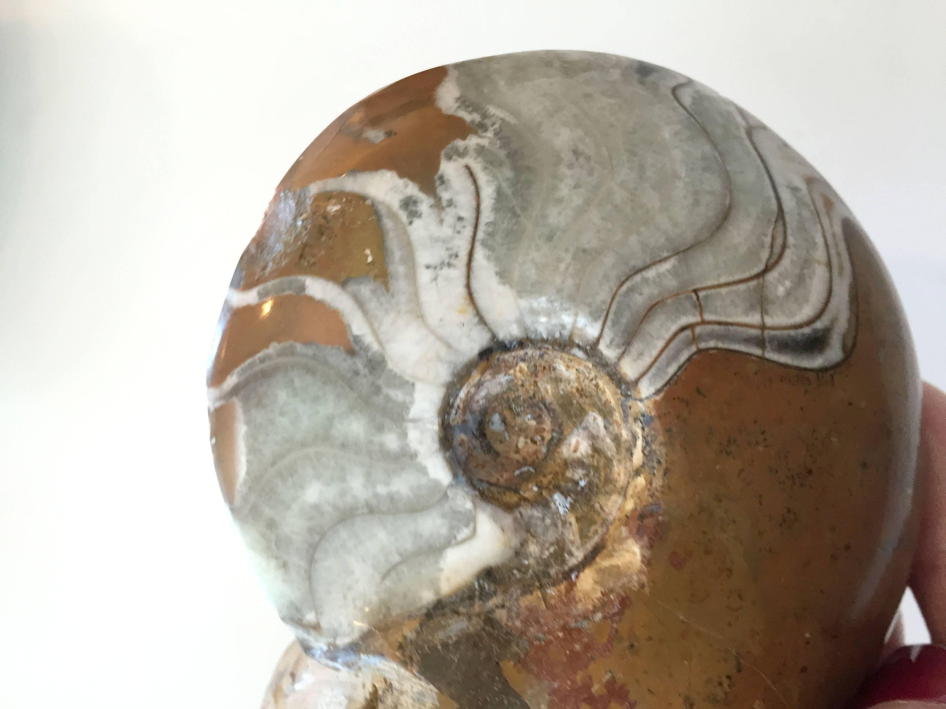Egyptian Two Million Year Old Ammonites of a Nautilus and Crustacean