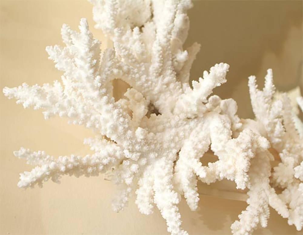 coral wall mirror
