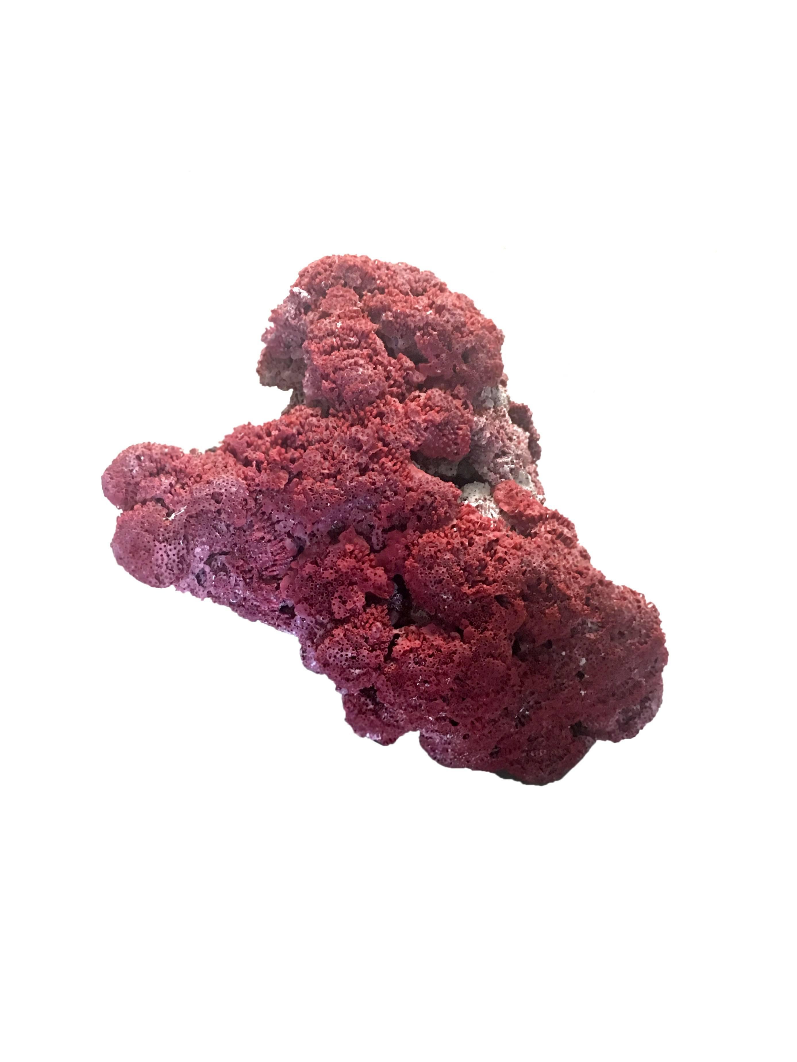 Large Red Coral Specimen 2