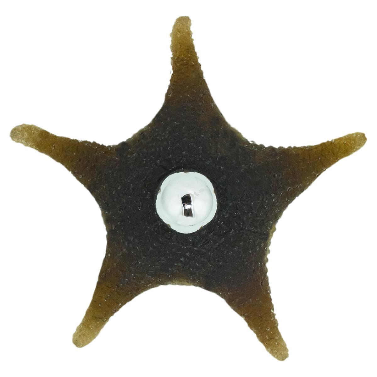 Modernist Cast-Resin Starfish Wall Sconce in Khaki Brown by Tennant New York For Sale