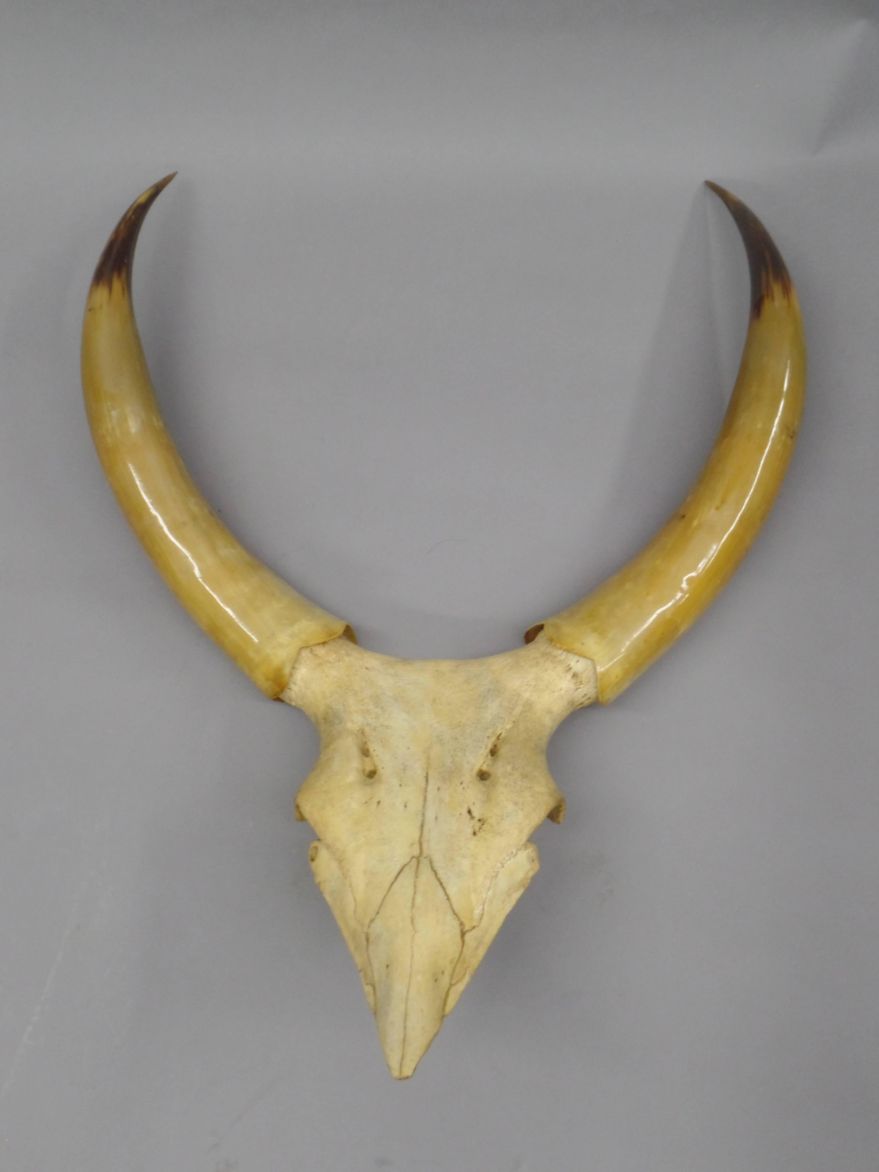 A dramatic Argentinian animal sculpture of a skull and its antlers / horns presented with a sober, modern sensibility and a refined rustic aesthetic. The steer sculpture originates from the pampas of Argentina.

Additional References: Taxidermy.