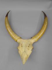 Large Dramatic Swiss Alpine Antler & Horn Sculpture