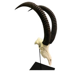 Large Pair of Mounted Sable Antelope Skulls with Large Curved Ringed Horns