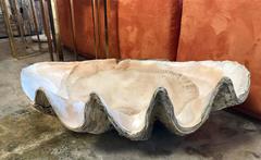 Oversized 19th Century Shells