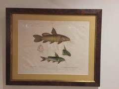 Pair of Framed Zoological Prints, Fish of the Nile