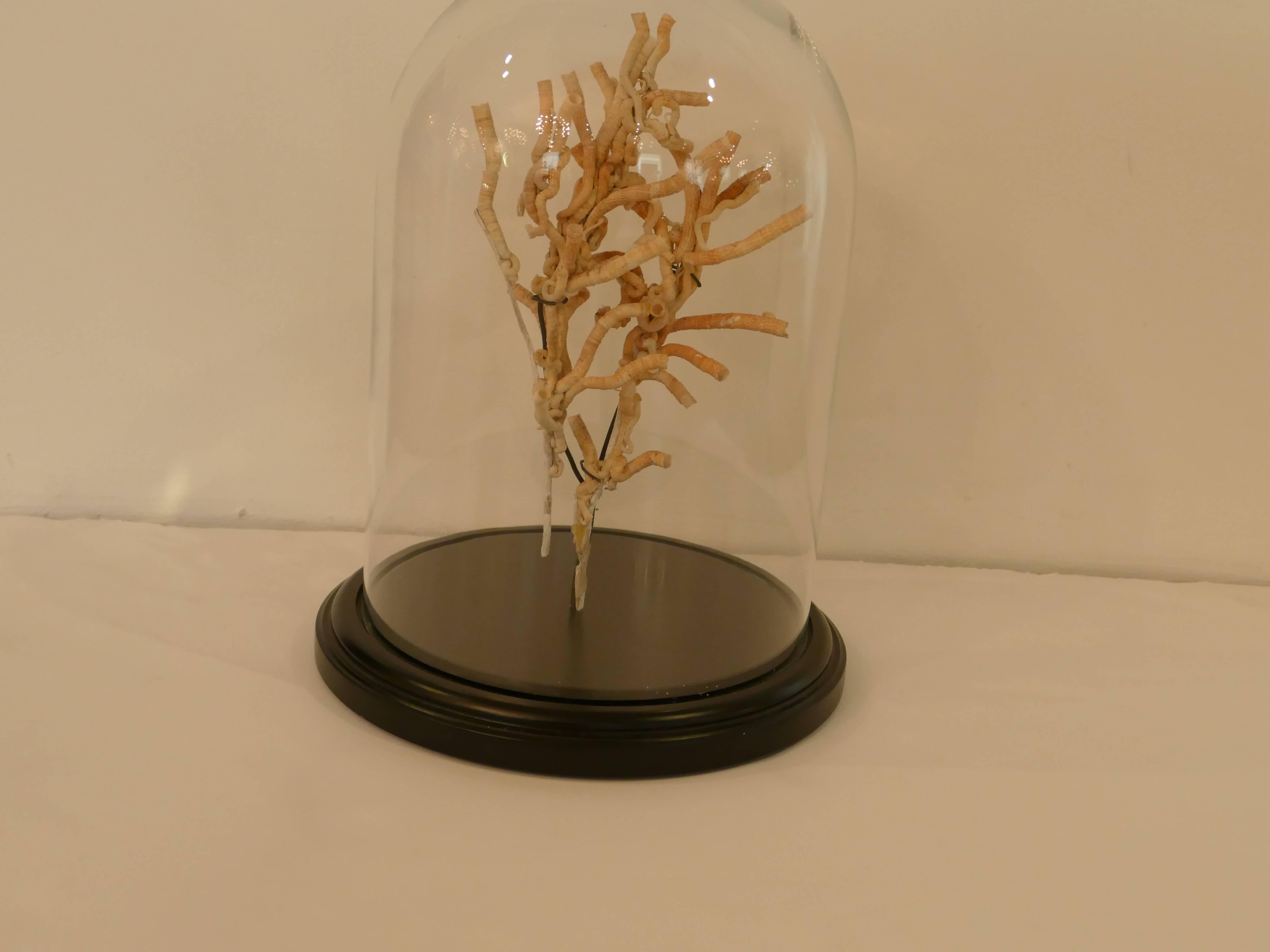 Sea worm coral attached to a decorative ebony based glass dome. Item is in our NY showroom in the NY Design Center.