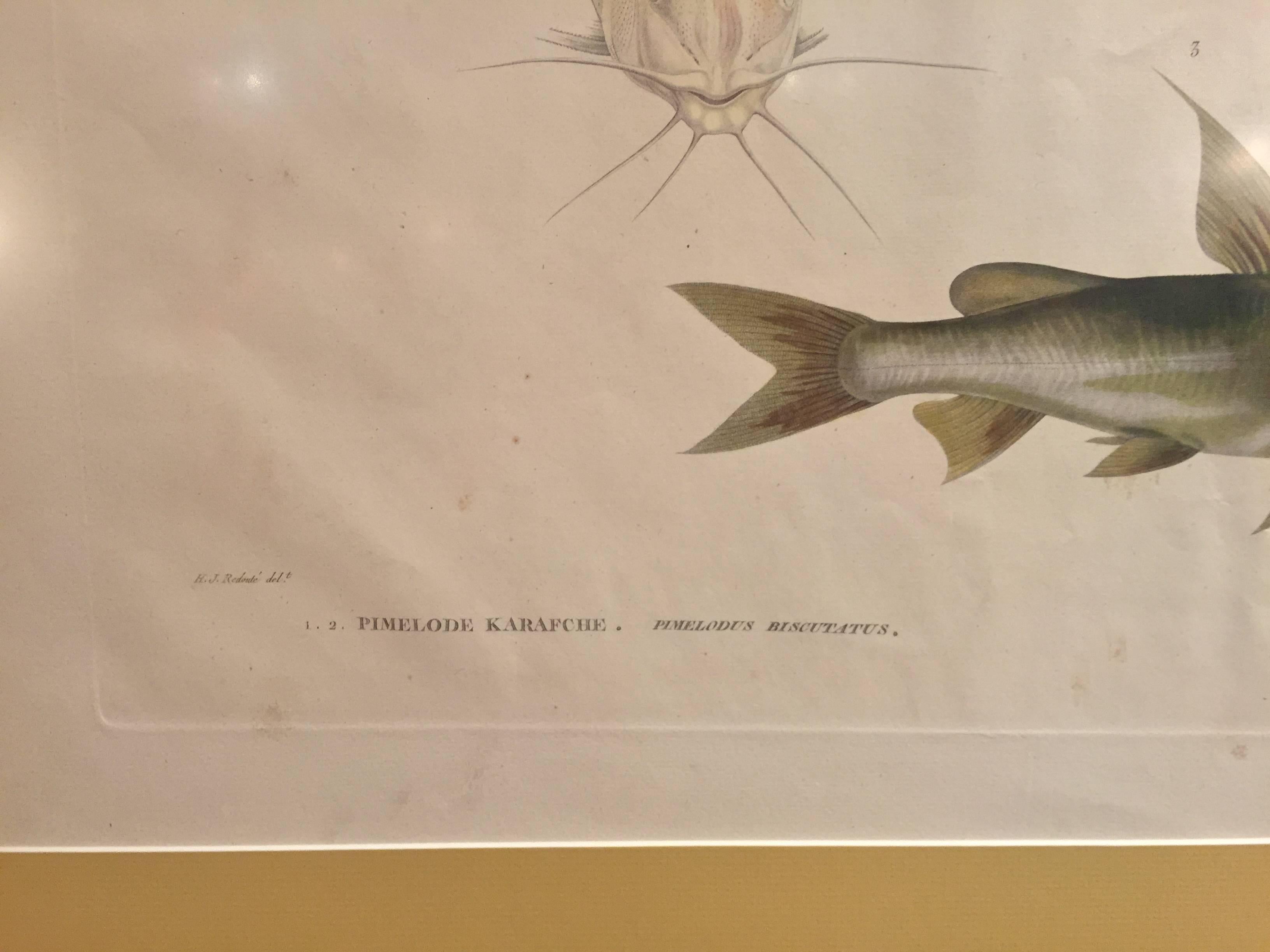 French Pair of Framed Zoological Prints, Fish of the Nile For Sale