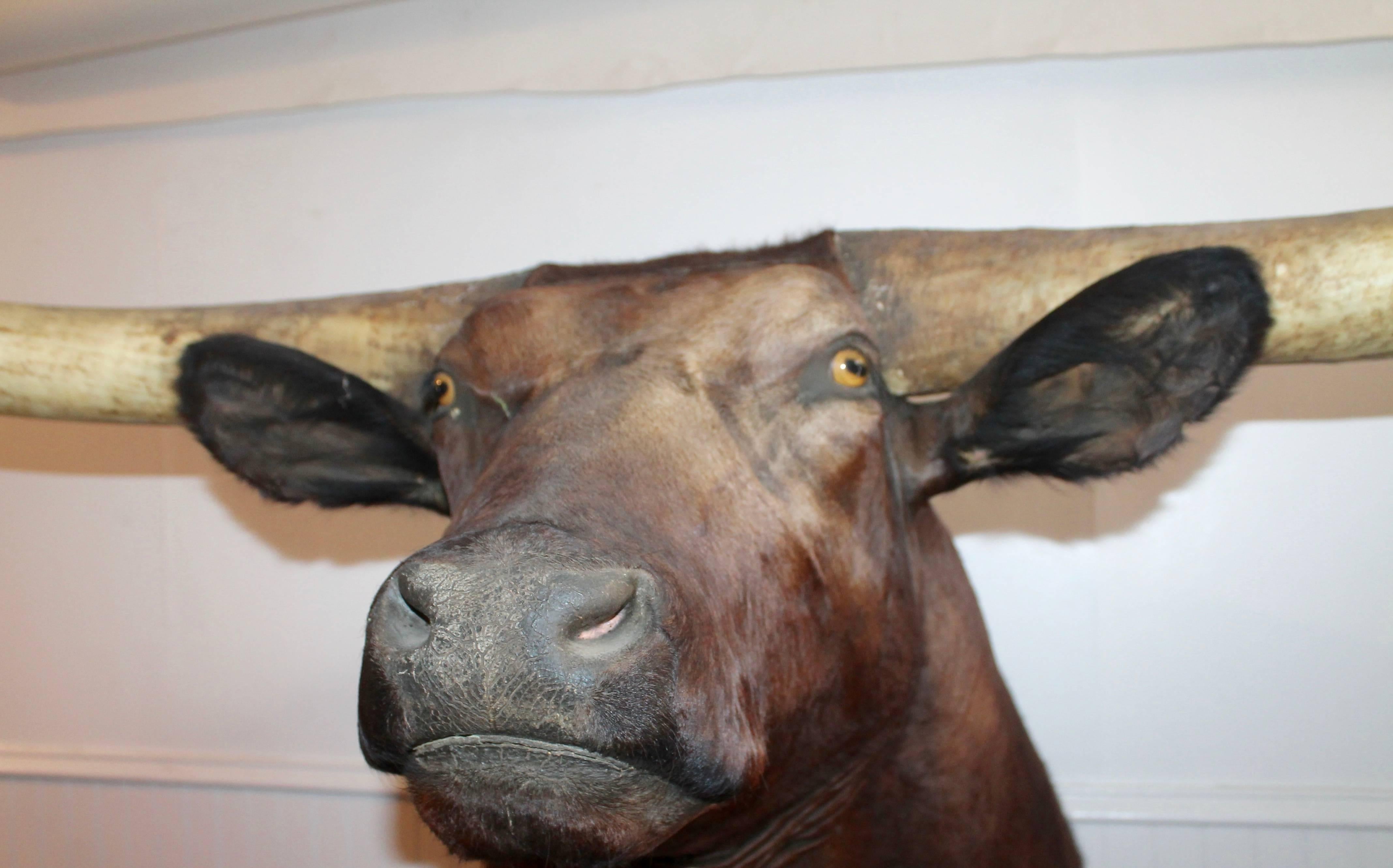 Il a été trouvé dans un ranch du Texas et est signé Bud Jones Taxidermy du Texas et daté de 1969. L'état est très bon.