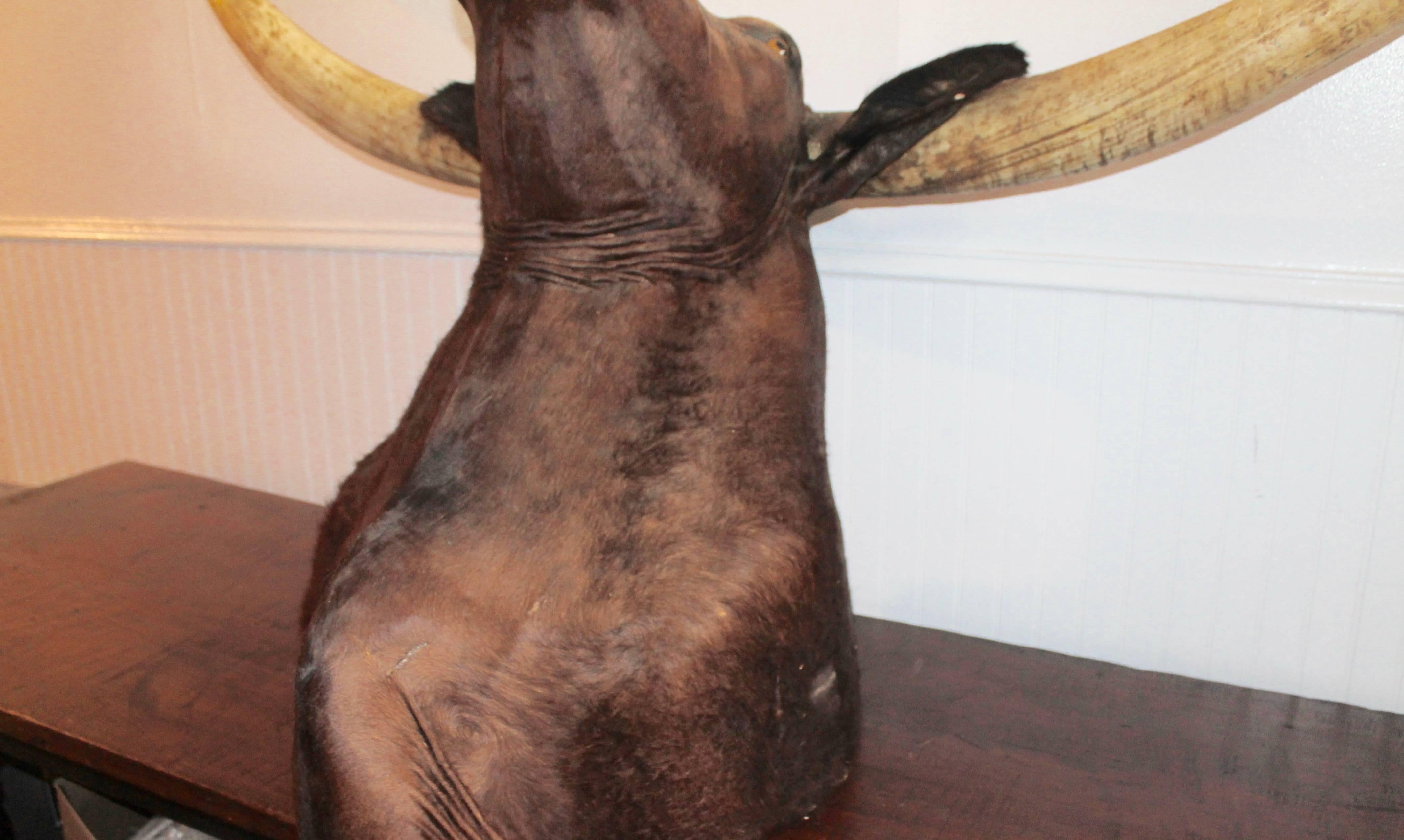 longhorn head mount