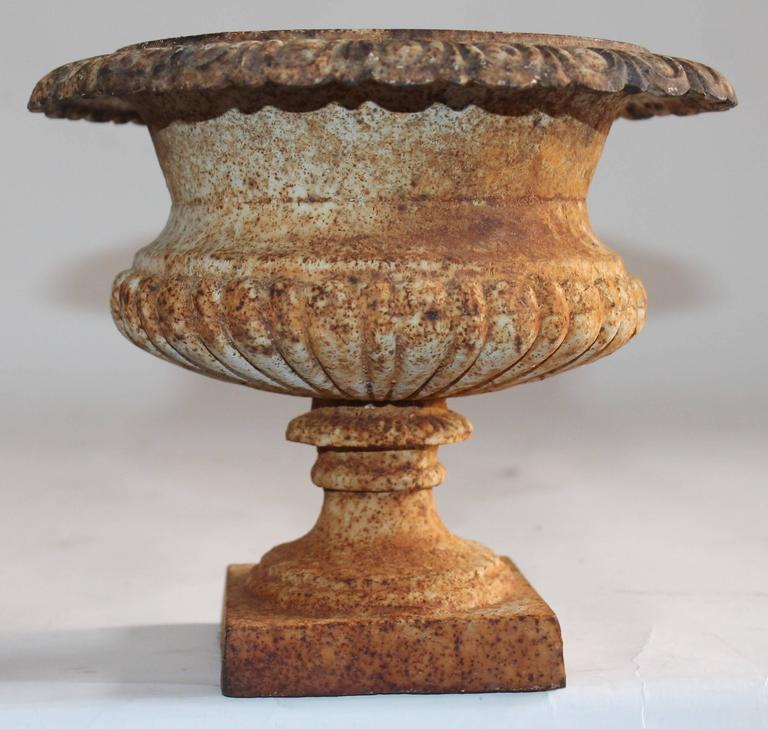 19th Century Diminutive Original White Painted Tabletop Urn For Sale at