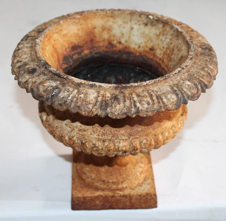 19th Century Diminutive Original White Painted Tabletop Urn For Sale at