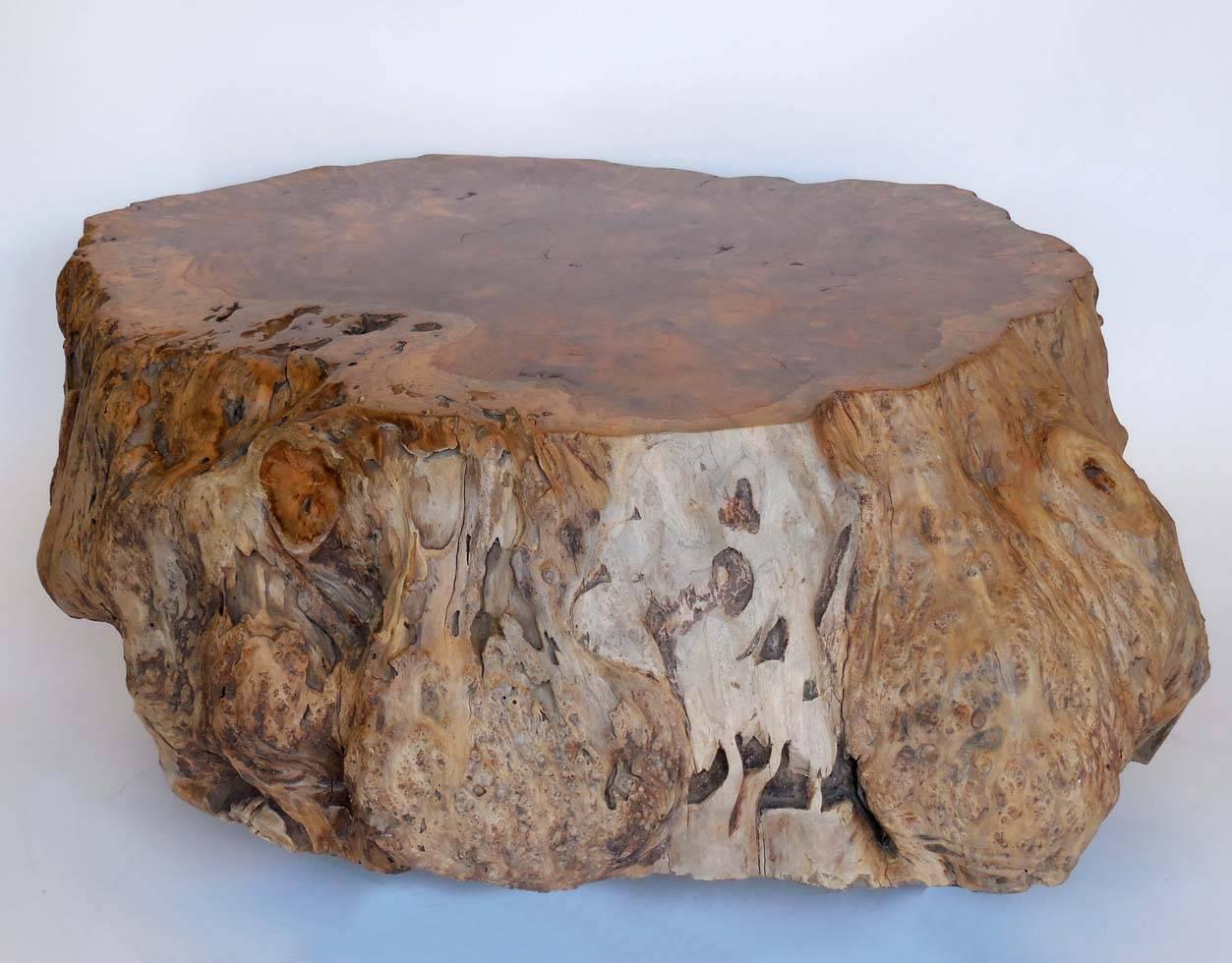 Large teak root coffee table with polished top surface. Spectacular piece of teak. Organic shape, sits flat and balanced. Top is smooth and straight. Knots and burls throughout. Lovely teak color.