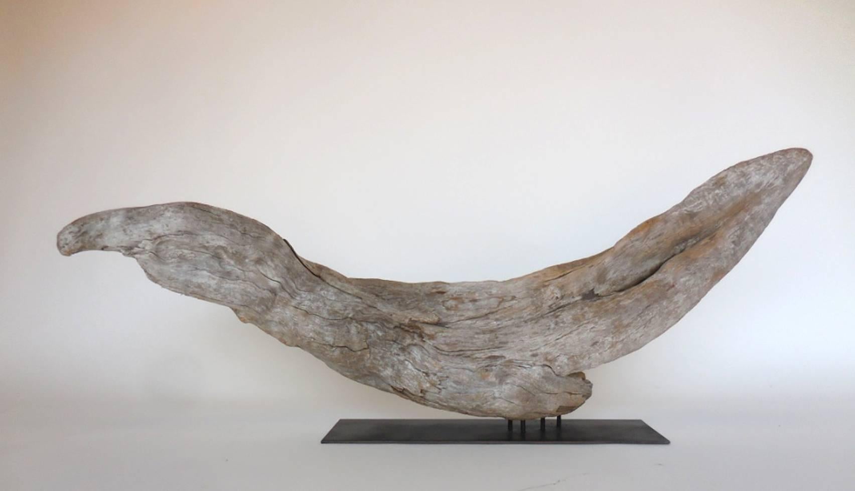 Natural, graceful, large-scale driftwood sculpture atop custom-made iron base. Natural wood tones, grey to beige and smooth, weathered patina.