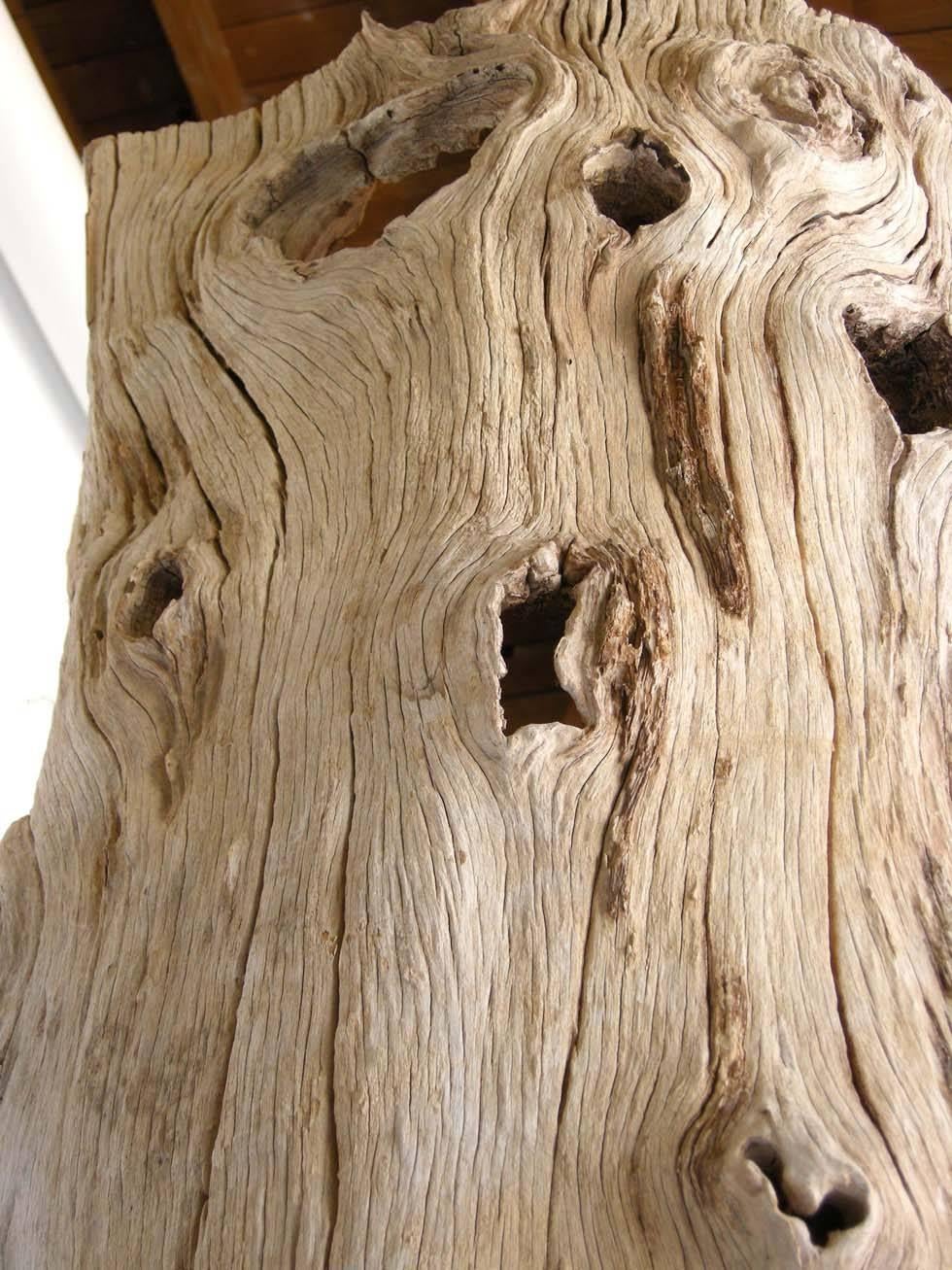 20th Century Large Driftwood Tree Trunk Sculpture