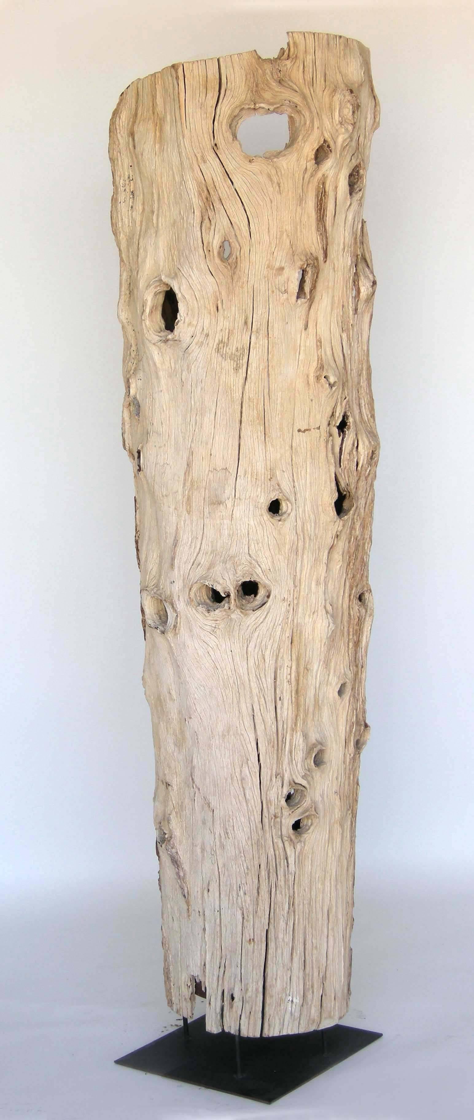 tree trunk driftwood
